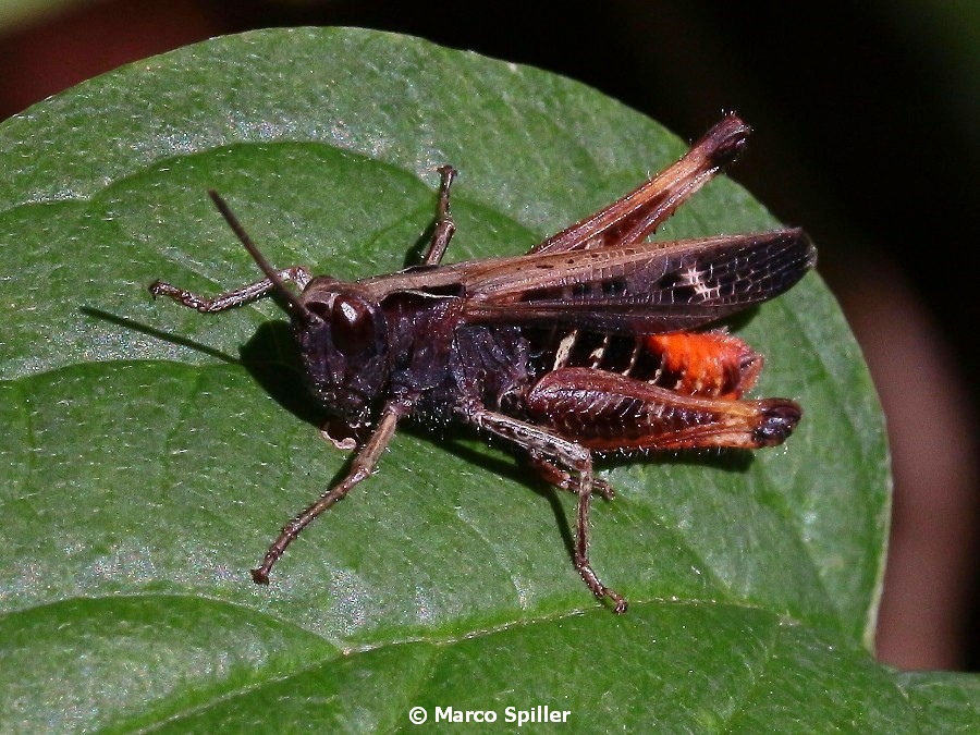 Omocestus rufipes, maschio